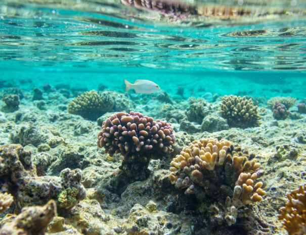 Coral reef in Red Sea, Egypt